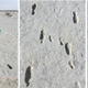 A section of the double trackway. Outward and homeward journeys following each other. Central Panel: Child tracks. Left Panel: One of the tracks with little slippage.